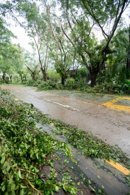 Kırık ağaçlar yıkılıyor ve yolu kapatıyor, Çin 'deki süper tayfun Mangkhut' tan sonra hasar görüyor - 16 Sep 2018