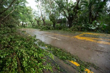 Kırık ağaçlar yıkılıyor ve yolu kapatıyor, Çin 'deki süper tayfun Mangkhut' tan sonra hasar görüyor - 16 Sep 2018