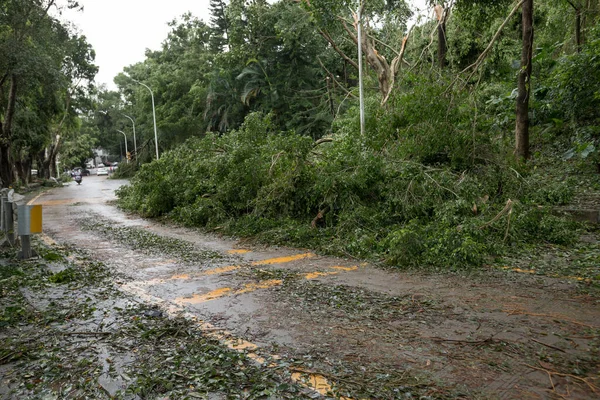 Kırık Ağaçlar Yıkılıyor Yolu Kapatıyor Çin Deki Süper Tayfun Mangkhut — Stok fotoğraf