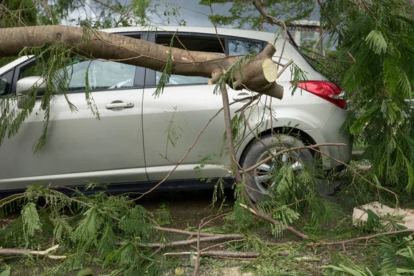 Arbre Cassé Tombé Sur Parking Voiture Endommagée Après Super Typhon — Photo