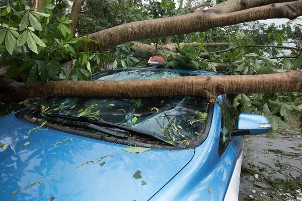 Kırık ağaç, 16 Eylül 2018 'de Çin' de meydana gelen süper tayfun Mangkhut 'tan sonra zarar görmüş.