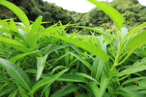 Zelená Voda Špenát Rostliny Růstu Zeleninové Zahradě Zelenina Jihovýchodní Asii — Stock fotografie