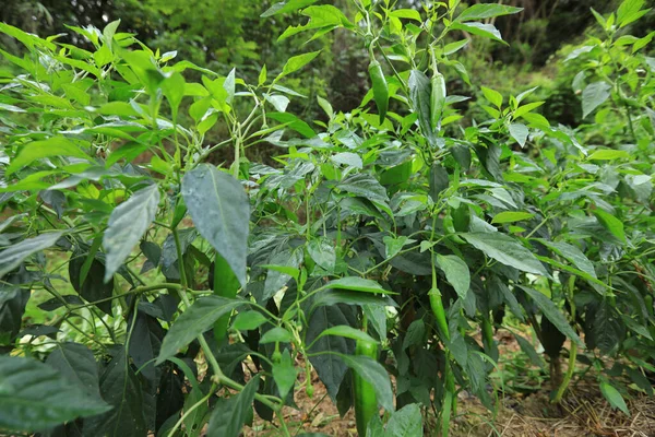 Groene Chilipeperplanten Groentetuin — Stockfoto