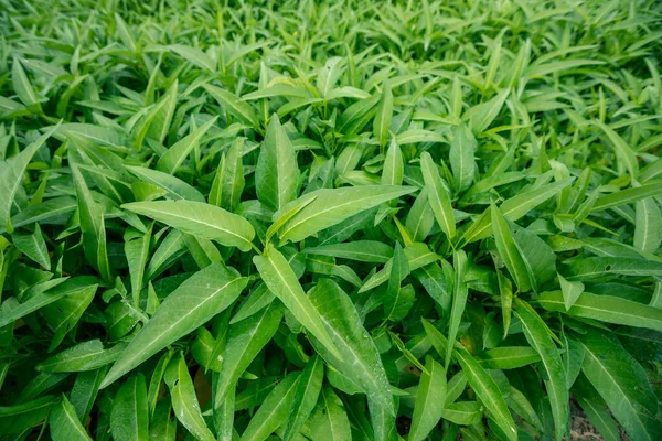 Plantas Espinafre Água Verde Crescimento Horta Vegetal Sudeste Ásia China — Fotografia de Stock