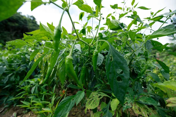 Plantas Chile Verde Crecimiento Huerta — Foto de Stock