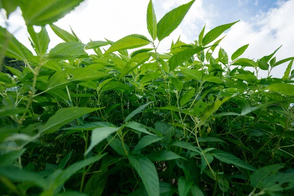 Stinging Nettles Plants Growth Garden — Stock Photo, Image