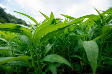 Yeşil su ıspanak bitkileri sebze bahçesinde yetişiyor. Güneydoğu Asya ve Çin 'de sebze yetiştiriliyor.