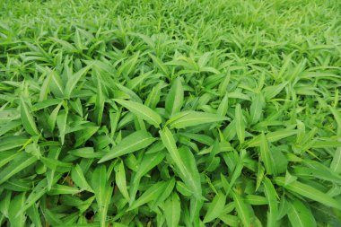 Yeşil su ıspanak bitkileri sebze bahçesinde yetişiyor. Güneydoğu Asya ve Çin 'de sebze yetiştiriliyor.