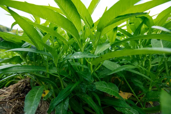 植物園での成長 東南アジアと中国の野菜の緑の水ほうれん草の植物 — ストック写真