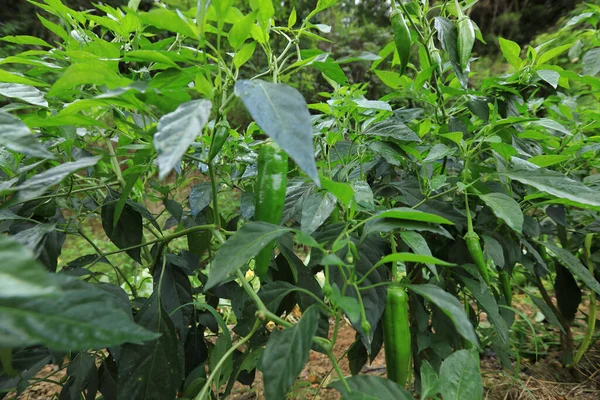 Green chilli pepper plants in growth at vegetable garden