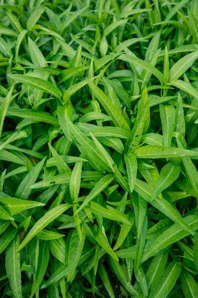 Plantas Espinafre Água Verde Crescimento Horta Vegetal Sudeste Ásia China — Fotografia de Stock