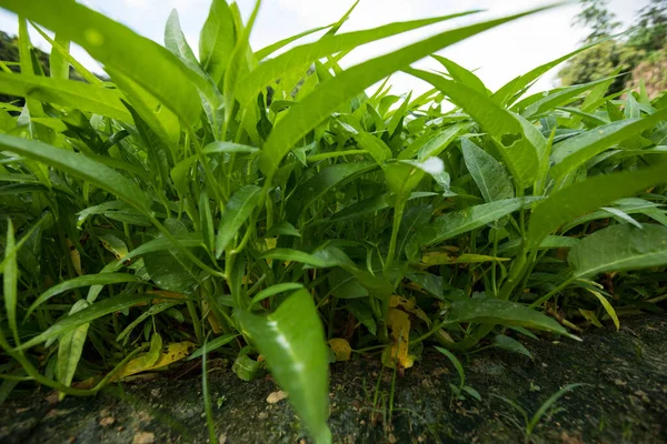 Green water spinach plants in growth at vegetable garden, vegetable in southeast asia and China