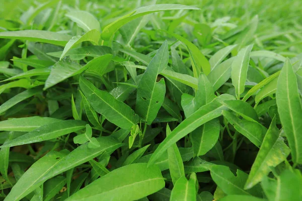 Grüner Wasserspinat Wächst Gemüsegarten Gemüse Südostasien Und China — Stockfoto