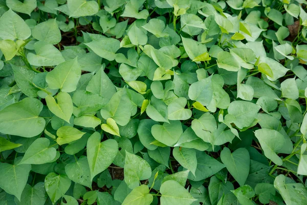 Odlar Ekologisk Sötpotatis Ekologiskt Jordbruk — Stockfoto