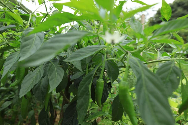 Piante Peperoncino Verdi Crescita Orto — Foto Stock