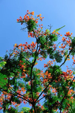 Güzel kırmızı noktalı nokta ya da yazın göz alıcı çiçek.