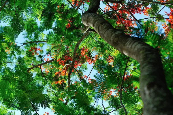 Krásná Červená Královská Poinciana Nebo Okázalé Květiny Létě — Stock fotografie