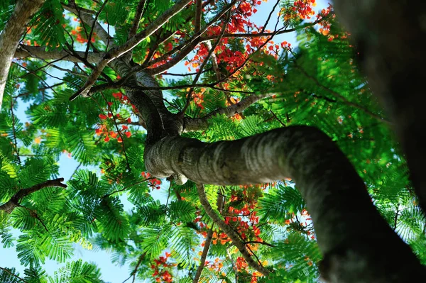 Krásná Červená Královská Poinciana Nebo Okázalé Květiny Létě — Stock fotografie