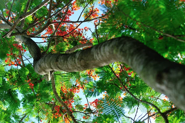 Krásná Červená Královská Poinciana Nebo Okázalé Květiny Létě — Stock fotografie