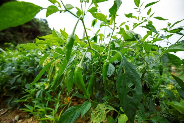 Zielona Papryka Chili Wzroście Ogrodzie Warzywnym — Zdjęcie stockowe