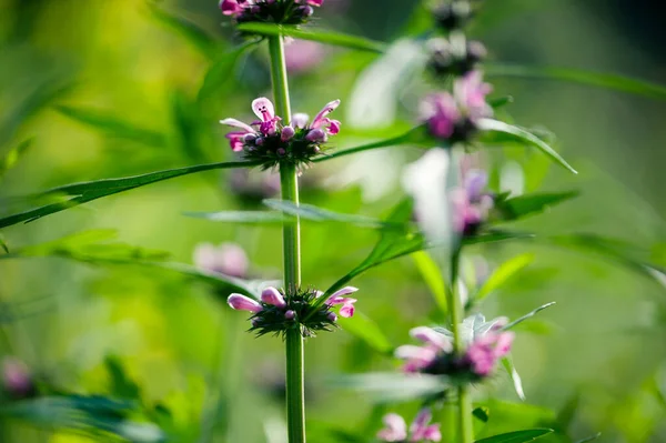 Leonurus Sibiricus Fleurs Dans Jardin Printemps — Photo