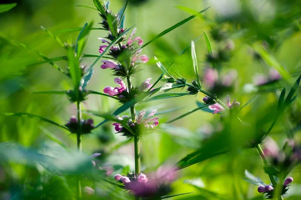 Leonurus Sibiricus Blüht Frühlingsgarten — Stockfoto