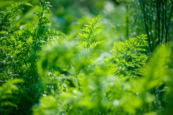 Green carrot plants in growth at vegetable garden