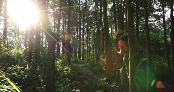 Viaggiatore Donna Piedi Nella Foresta Del Mattino Durante Alba — Video Stock