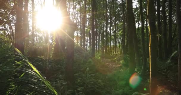 Dağlardaki Sonsuz Yeşil Ormanda Güzel Bir Gün Doğumu — Stok video