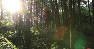 Gündoğumunda sabah ormanında yürüyen kadın gezgin.