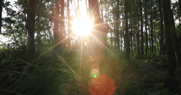 Belo Nascer Sol Floresta Sempre Verde Nas Montanhas — Vídeo de Stock