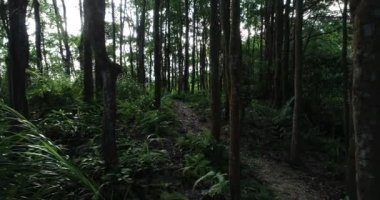 Dağlardaki ebedi yeşil ormanın güzel manzarası