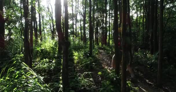 Voyageuse Marchant Dans Forêt Matin Lever Soleil — Video