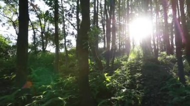 Dağlardaki ebedi yeşil ormanın güzel manzarası