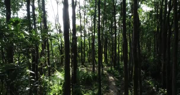 Bella Vista Sulla Foresta Sempreverde Montagna — Video Stock