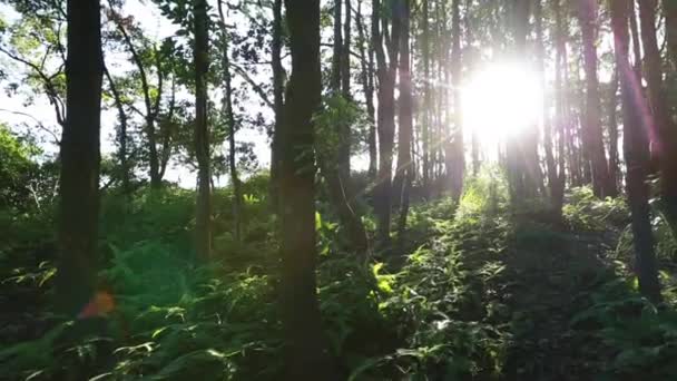 山の常緑樹林の美しい景色 — ストック動画