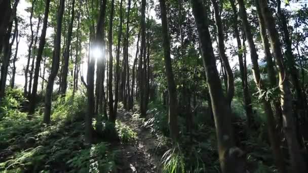 belle vue sur la forêt à feuilles persistantes dans les montagnes