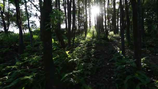 Piękny Widok Wiecznie Zielone Lasy Górach — Wideo stockowe