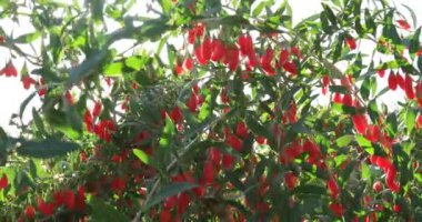 Lezzetli kırmızı goji meyvelerinin yakın plan görüntüsü