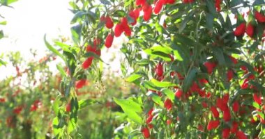 Lezzetli kırmızı goji meyvelerinin yakın plan görüntüsü