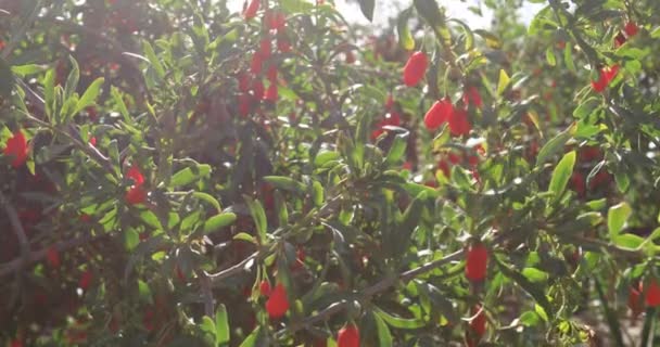 Vue Rapprochée Délicieux Fruits Goji Rouge — Video