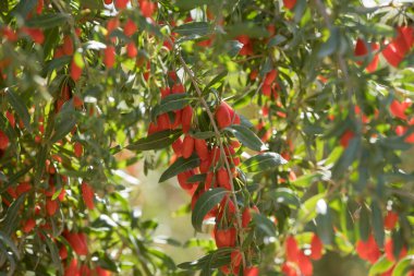 Goji meyveleri ve güneş bahçesinde bitkiler