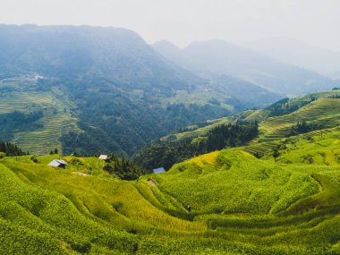 Çin 'de küçük evleri olan güzel bir teras pirinç tarlası.