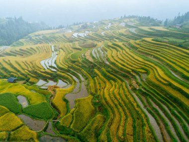 Çin 'de küçük evleri olan güzel bir teras pirinç tarlası.