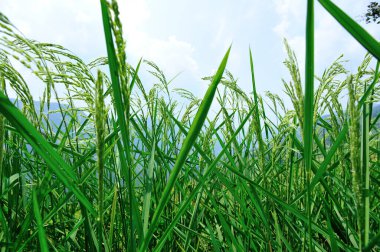 Çin 'de güzel bir teras pirinç tarlası.