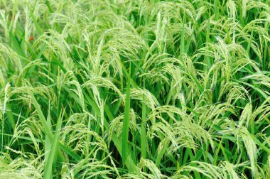 Çin 'de güzel bir teras pirinç tarlası.