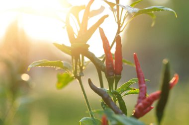 Gün batımında biber yetiştiren organik tarım
