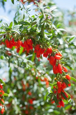 Goji meyveleri ve gün ışığı tarlasında bitkiler