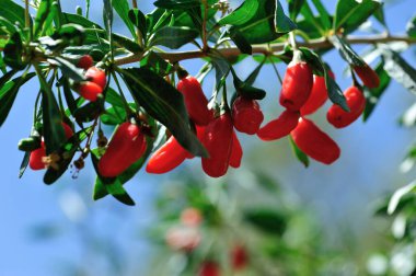 Goji meyveleri ve gün ışığı tarlasında bitkiler