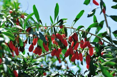 Goji meyveleri ve gün ışığı tarlasında bitkiler